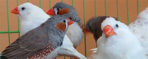 珍珠鳥幼鳥|錦花鳥飼育：繁殖及疾病須知 – 寵物百科